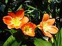 Tinonee-orchids-2 067